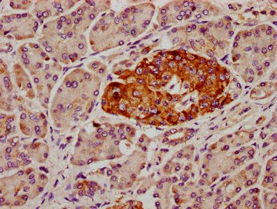 SDHAF2 Antibody