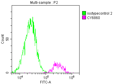 SDHB Recombinant Monoclonal Antibody