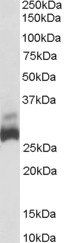 Goat anti-SDHB Antibody