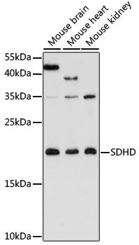 SDHD antibody