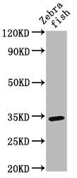 SDR antibody