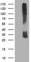 SDR O Antibody