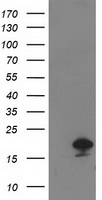 SDR O Antibody