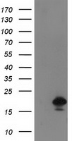SDR O Antibody