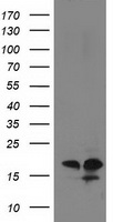 SDR O Antibody