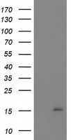 SDR O Antibody