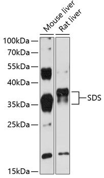 SDS antibody