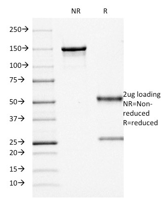 CD68 Antibody