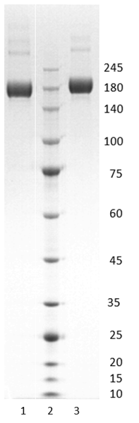 SARS-CoV-2 Trimeric Spike Indian B.1.617.2 (delta)