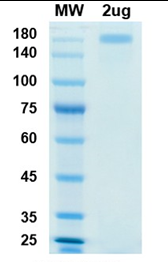 SARS-CoV Spike glycoprotein