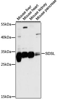 SDSL antibody