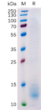 Human BCMA Protein, His Tag