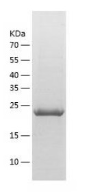 Human Crk p38 protein