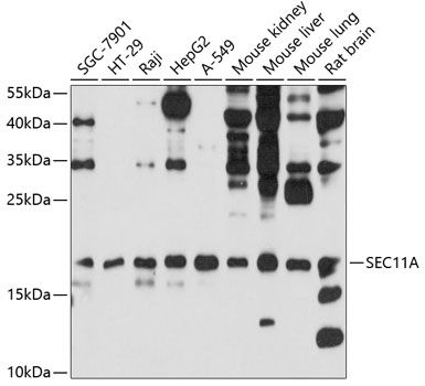 SEC11A antibody