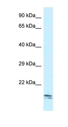 Sec11c antibody