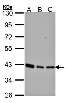 SEC13 protein isoform 1 antibody