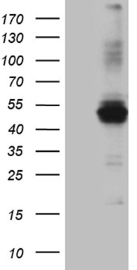 SEC14L1 antibody