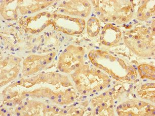 SEC22A Antibody
