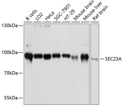 SEC23A antibody