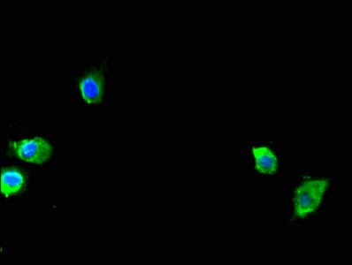 SEC23A Antibody