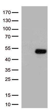 SEC23B Antibody