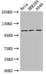 SEC23IP antibody