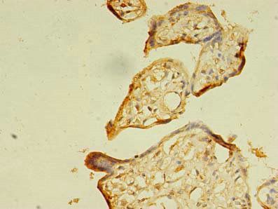SEC31A Antibody
