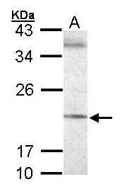 Sec61 translocon gamma subunit Antibody