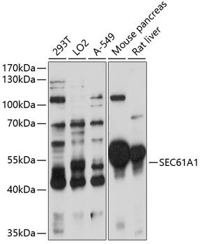 SEC61A1 antibody