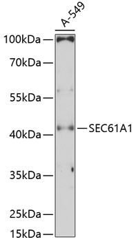 SEC61A1 antibody
