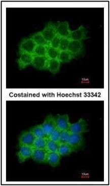 Sec61 translocon alpha 1 subunit Antibody