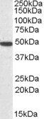 Goat anti-SEC61A1 Antibody