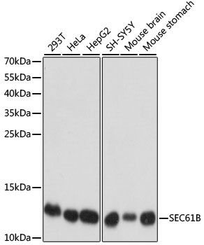 SEC61B antibody