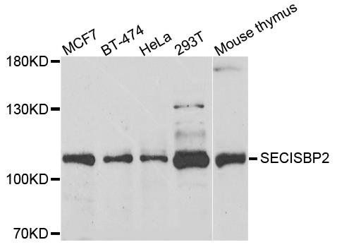 SECISBP2 antibody