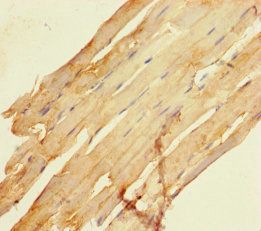 SCAMP3 Antibody