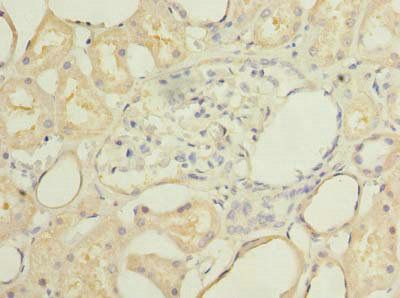 SECTM1 Antibody