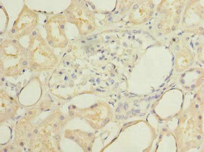 SECTM1 antibody