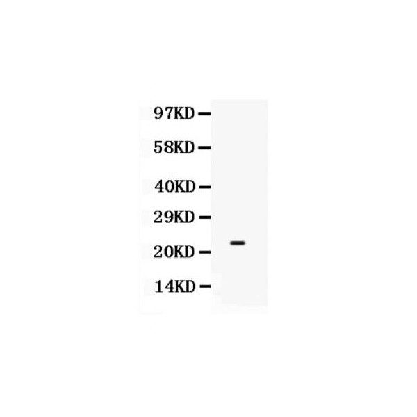 SECTM1 Antibody
