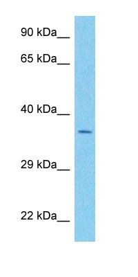 SEH1 antibody