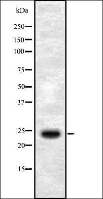 SEI-1 antibody