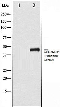 SEk1/Mkk4 (Phospho-Ser80) antibody