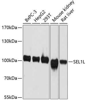 SEL1L antibody