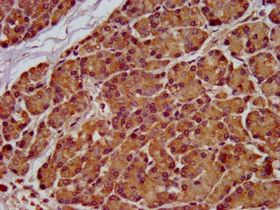 SEL1L Antibody