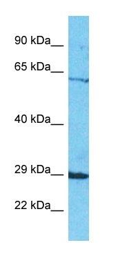 SEL1L2 antibody