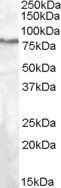 Goat anti-SEL1L Antibody