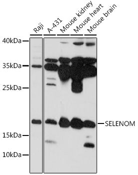 SELENOM antibody