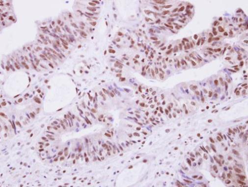 Selenophosphate synthetase 1 Rabbit Polyclonal Antibody