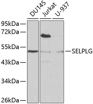 SELPLG antibody