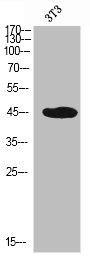 SELPLG antibody