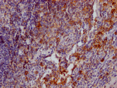 SELPLG Recombinant Monoclonal Antibody
